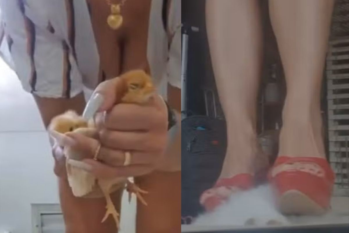 Daiana Schuinsekel de Almeida foi presa após investigações sobre a produção e venda de vídeos de agressões a animais na internet