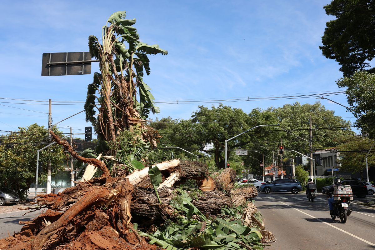 Árvore caída na Avenida Brasil após tempestade - Imagem: Reprodução / Rovena Rosa / Agência Brasil
